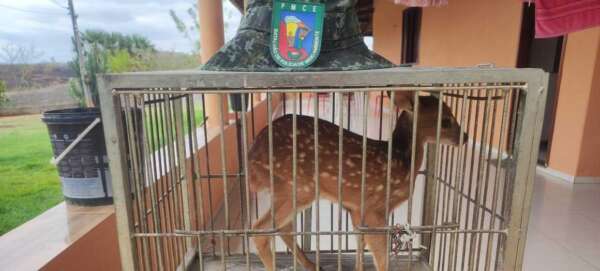 PMCE resgata filhote de veado-catingueiro em Várzea Alegre