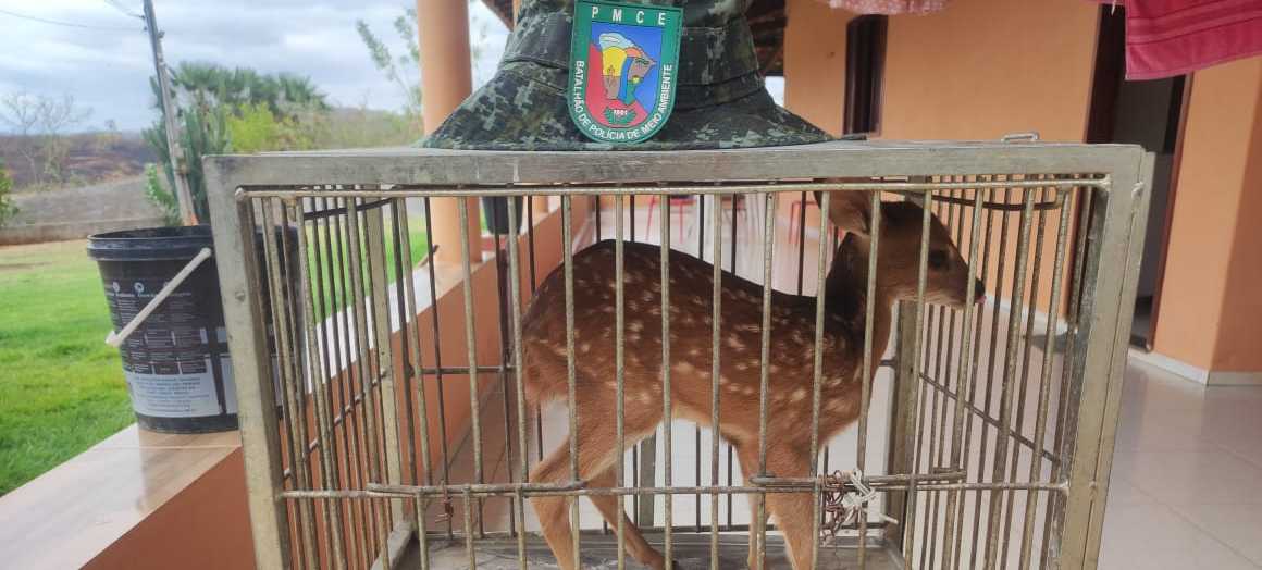 PMCE resgata filhote de veado-catingueiro em Várzea Alegre