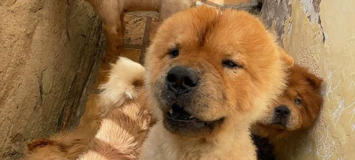 PCCE resgata 121 animais vítimas de maus-tratos mantidos em canil na cidade de Brejo Santo