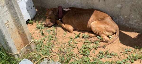 Polícia Militar resgata cachorro vítima de maus-tratos em Juazeiro do Norte
