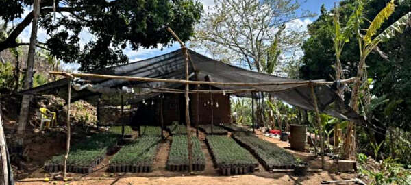 Polícia Militar localiza e desarticula plantação ilegal de maconha na zona rural de Redenção