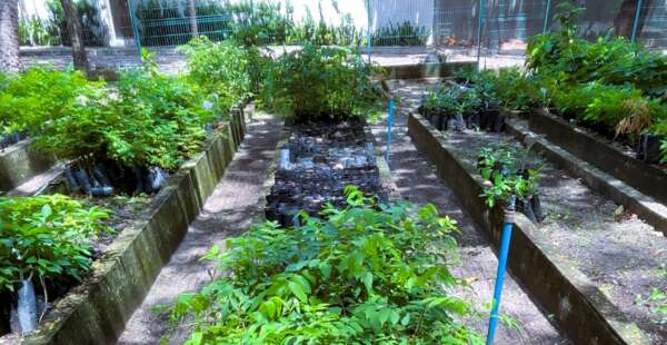 Produção anual de mudas de espécies nativas pela Sema ultrapassa 370 mil em 2025