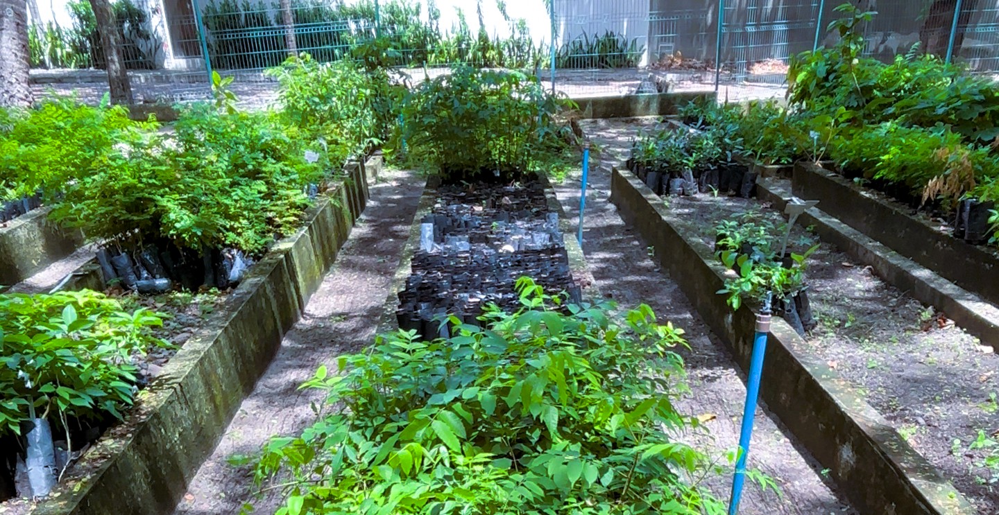 Produção anual de mudas de espécies nativas pela Sema ultrapassa 370 mil em 2025