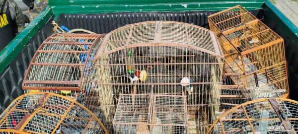 Dupla é detida e oito aves silvestres são resgatadas pela PMCE em Fortaleza
