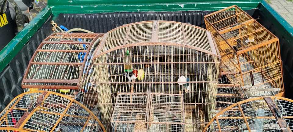 Dupla é detida e oito aves silvestres são resgatadas pela PMCE em Fortaleza