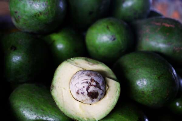 Abacate: sabor, versatilidade e muitos benefícios para a saúde