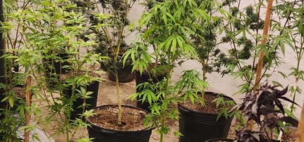 Após denúncia anônima, policiais militares apreendem 48 pés de maconha em imóvel no Itaperi