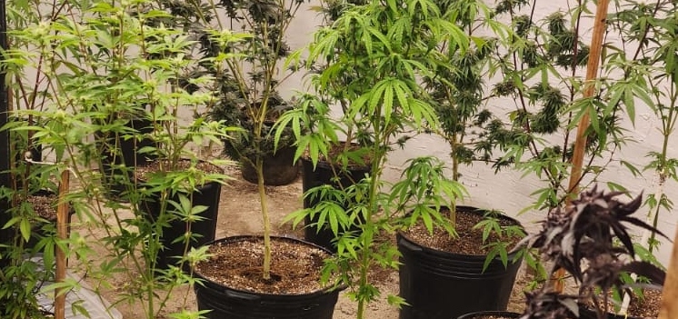 Após denúncia anônima, policiais militares apreendem 48 pés de maconha em imóvel no Itaperi