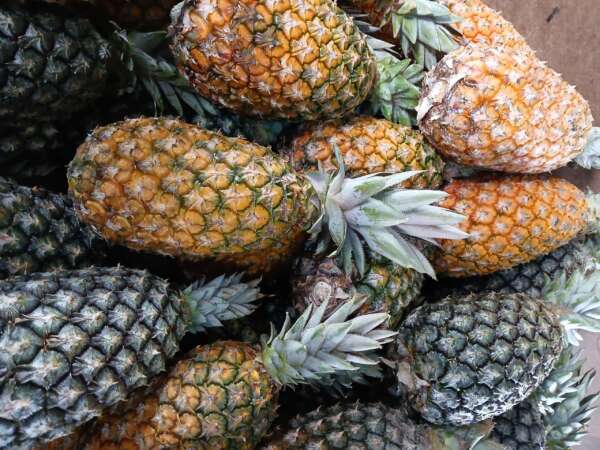 Abacaxi de qualidade e bons preços fortalecem abastecimento na Ceasa em Maracanaú