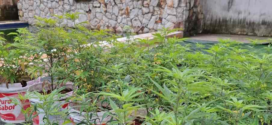Polícia Civil deflagra operação e apreende 330 pés de cannabis em Caucaia