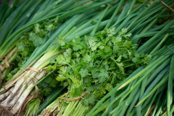 Cheiro-verde: nutritivo, acessível e sempre fresquinho na Ceasa-CE
