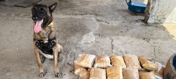 Ação da PCCE resulta na prisão de homem com mais de 45 kg de drogas