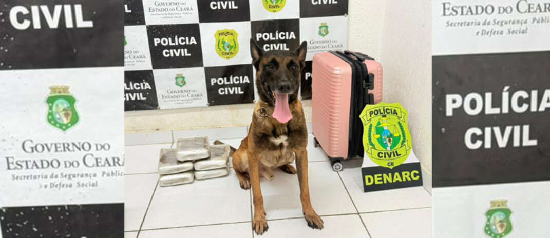 Com auxílio de cão farejador, Polícia Civil prende mulher e apreende quase 6 kg de drogas em Tauá