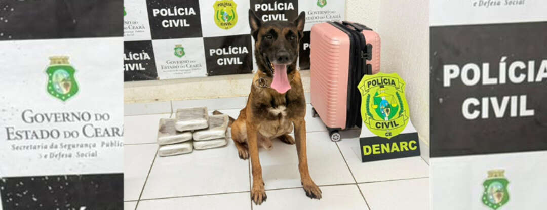 Com auxílio de cão farejador, Polícia Civil prende mulher e apreende quase 6 kg de drogas em Tauá